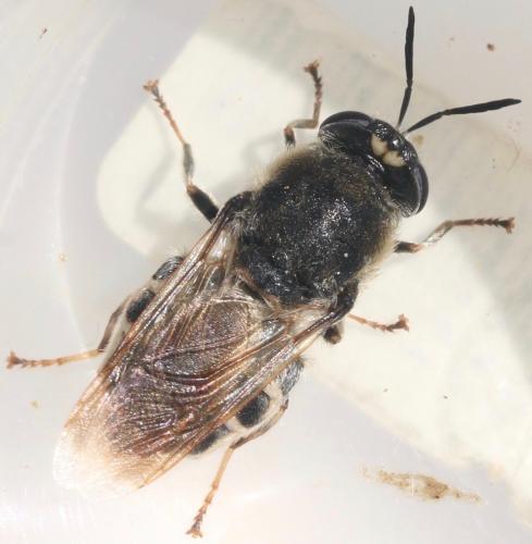 Stratiomys longicornis